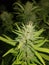 Blueberry  KOOSH sativa fire soil