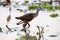 Blueberry leaf chicken in Gorongosa National Park