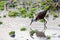 Blueberry leaf chicken in Gorongosa National Park