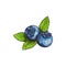 Blueberry with leaves isolated bog whortleberry