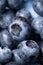 Blueberry macro background