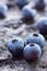 Blueberry (Northern Highbush Blueberry) fruits