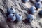 Blueberry (Northern Highbush Blueberry) fruits