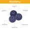 Blueberry nutrient of facts and health benefits, info graphic