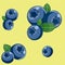 Blueberry pattern. Seamless texture.