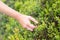 Blueberry picking - young woman is picking blueberries