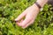 Blueberry picking - young woman is picking blueberries