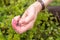 Blueberry picking - young woman is picking blueberries