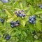 Blueberry plant