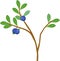 Blueberry plant with ripe blue berries and green leaves