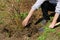 Blueberry plant unearthing