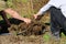 Blueberry plant unearthing