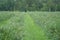 Blueberry plantation. A field with blueberry bushes. berries on the bushes