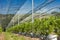 Blueberry plantation with plants in grow bags and  anti-hail net