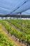 Blueberry plantation with plants in grow bags and  anti-hail net