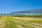 Blueberry plantation with plants in grow bags drip irrigation and  anti-hail net