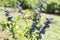 Blueberry plants with ripening berries