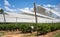 Blueberry production, workers sort blueberries in a packing facility