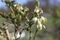 Blueberry shrub in flower.