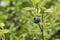 Blueberry shrubs and spider web