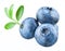 Blueberry. Three bilberries with leaves on white