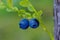 Blueberry twig, blueberry bush in a forest in summer time. Macro