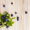 Blueberry twig on wooden background