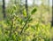 Blueberry twigs with flowers in early summer