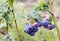 Blueberry Vaccinium corymbosum Bluecrop.