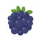 Blueberry vector. Fresh berries. Healthy fruits contain antioxidants