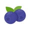 Blueberry vector. Fresh berries. Healthy fruits contain antioxidants