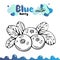 Blueberry vector illustration, berries images. Isolated blueberry vector illustration for menu, package design. Sketch