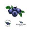 Blueberry vector illustration for Logo and Packaging