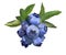 Blueberry watercolor botanical illustration.
