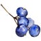 Blueberry wild fruit in a watercolor style isolated.