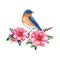Bluebird bird with pink camellia flower image. Garden bright bird watercolor illustration. Hand painted western bluebird