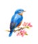 Bluebird Bird Watercolor Illustration Hand Painted isolated on white background