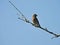 Bluebird on a Branch: A young male Eastern bluebird perched on a single branch against a bright blue sky