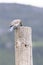 Bluebird with caterpillar on fence post