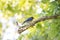 Bluebird on a Dead Branch