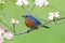 Bluebird with Dogwood flowers