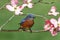 Bluebird with Dogwood flowers