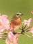 Bluebird with Dogwood flowers