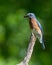 Bluebird eating a cricket