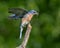 Bluebird eating a cricket