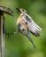 Bluebird eating a cricket