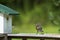 Bluebird feeding mealworms to her babies.