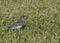 Bluebird Fledgling