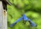 Bluebird Flying and Baby Bird