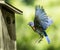 Bluebird Flying Home with Food